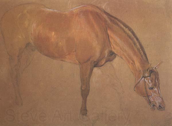 Sir edwin landseer,ra Study of a Horse (mk46) Spain oil painting art